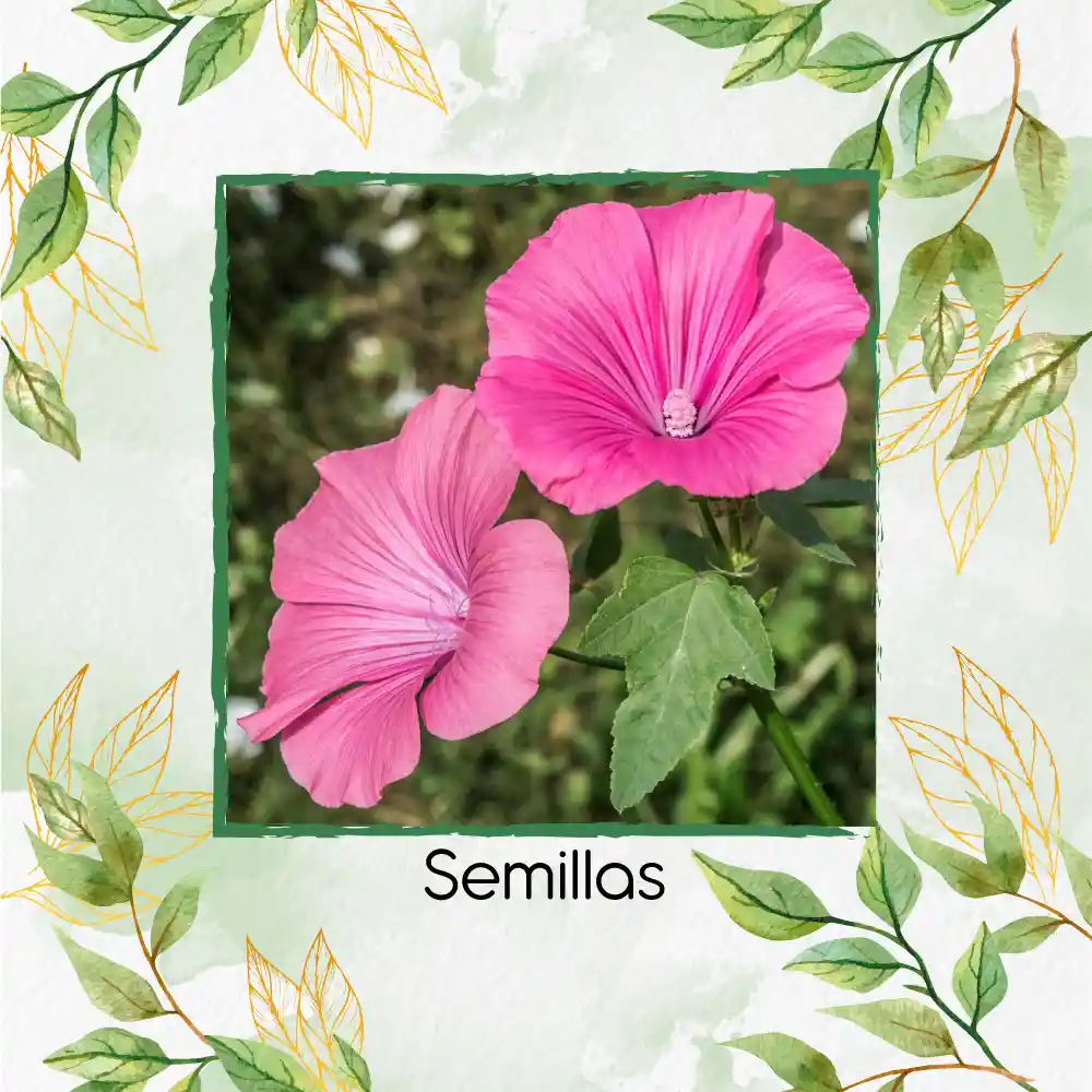 400 Semillas Orgánicas De Flor Malva Rosa Lavatera