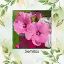 1.000 Semillas Orgánicas De Flor Malva Rosa Lavatera