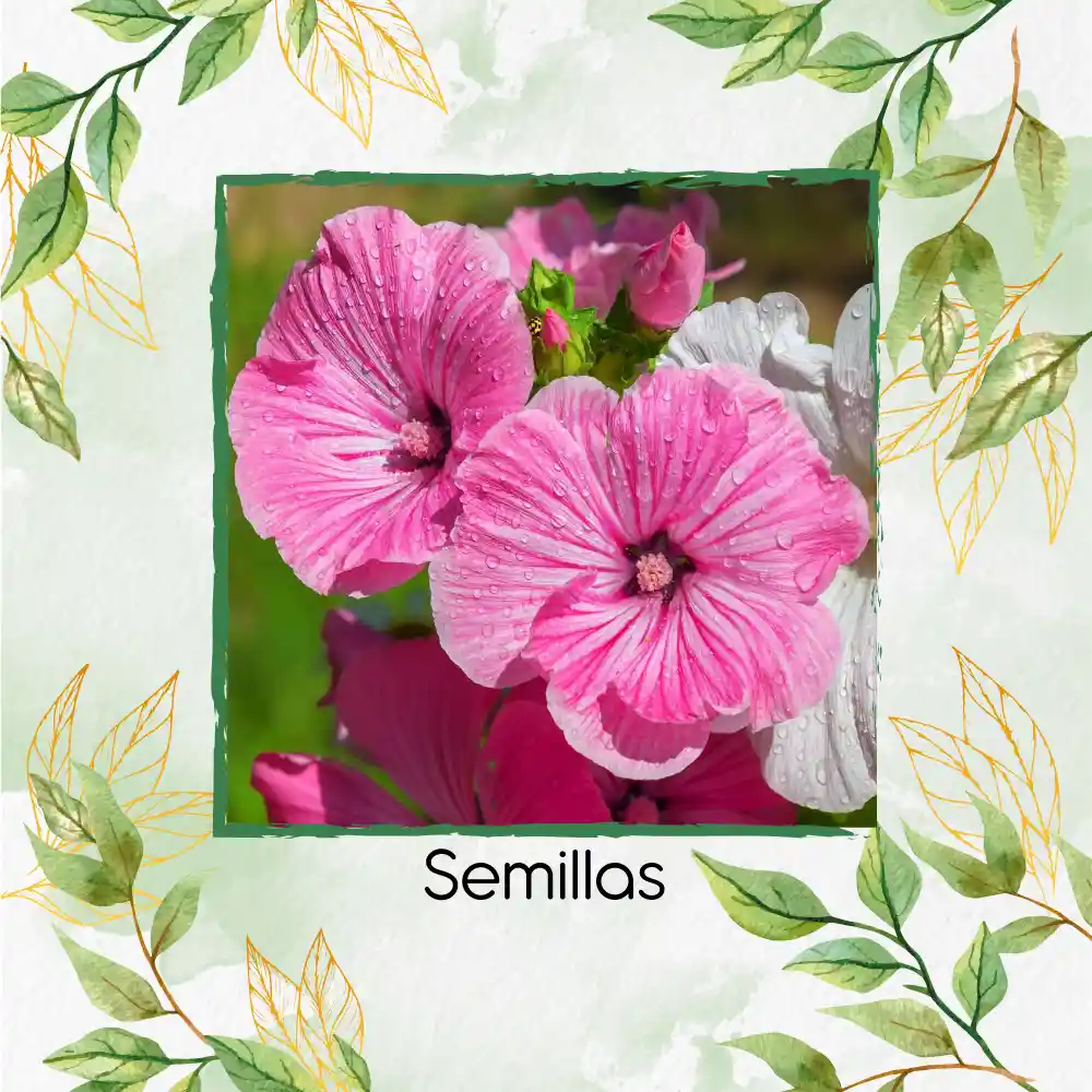 1.000 Semillas Orgánicas De Flor Malva Rosa Lavatera