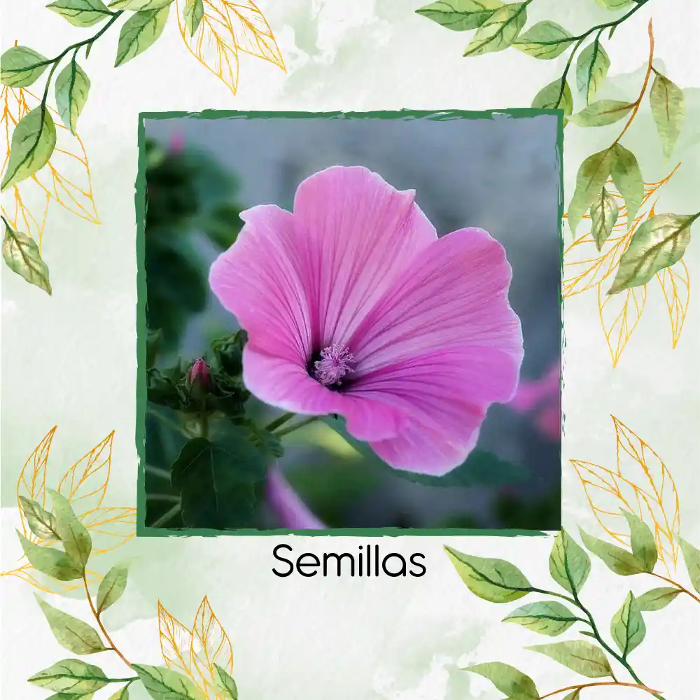 4.000 Semillas Orgánicas De Flor Malva Rosa Lavatera