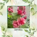 15 Semillas Orgánicas De Flor Malvarrosa Carnaval De Verano