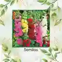 30 Semillas Orgánicas De Flor Malvarrosa Carnaval De Verano