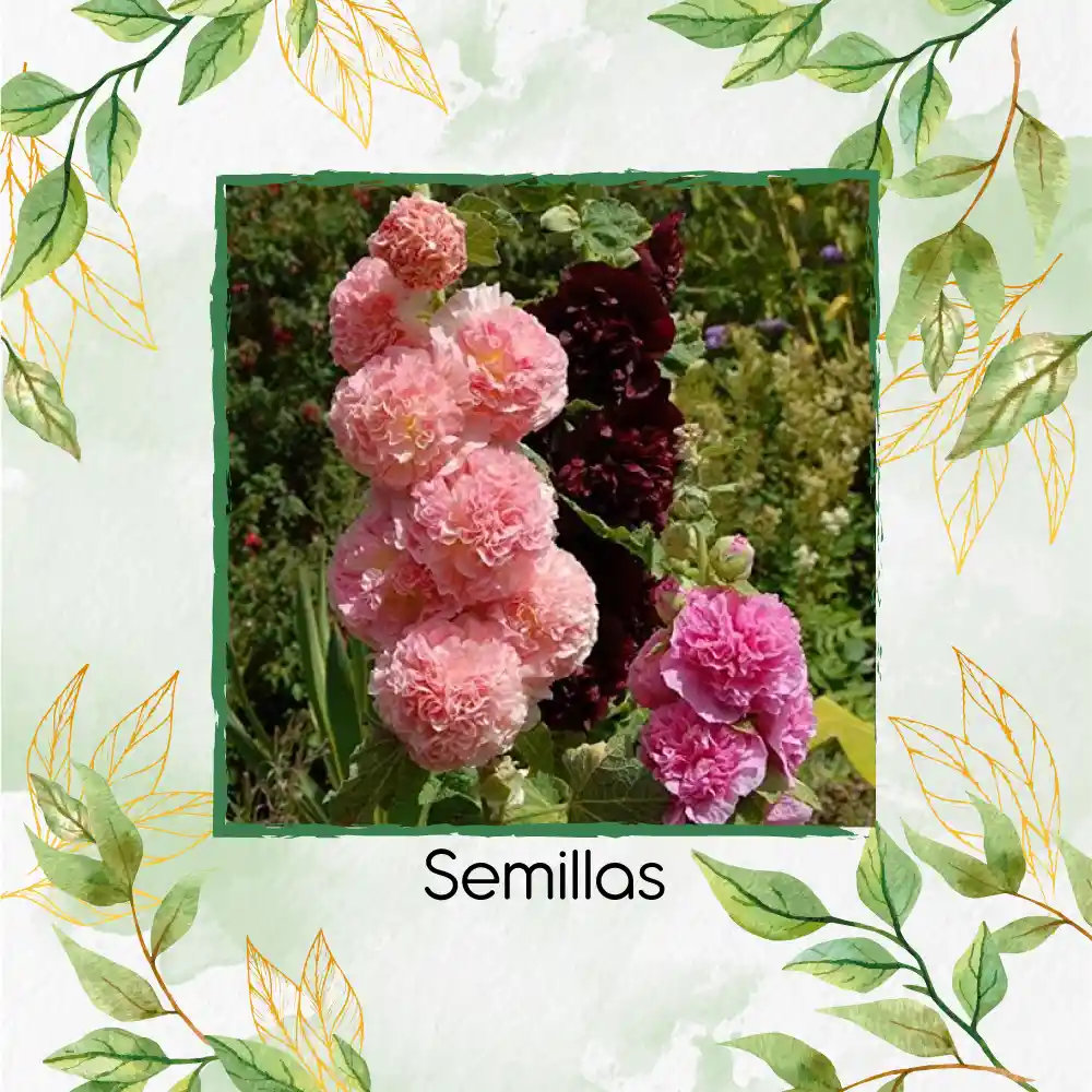 60 Semillas Orgánicas De Flor Malvarrosa Carnaval De Verano