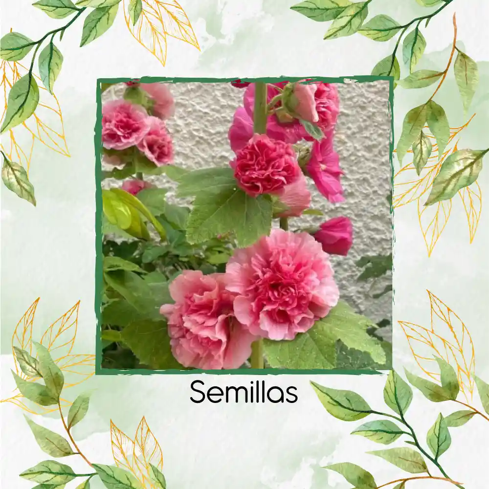 120 Semillas Orgánicas De Flor Malvarrosa Carnaval De Verano