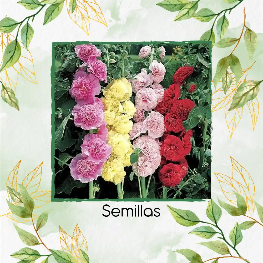 120 Semillas Orgánicas De Flor Malvarrosa Carnaval De Verano