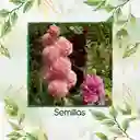 300 Semillas Orgánicas De Flor Malvarrosa Carnaval De Verano