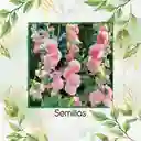 300 Semillas Orgánicas De Flor Malvarrosa Powderpuffs Double Mix