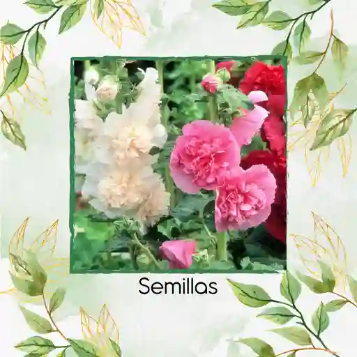 600 Semillas Orgánicas De Flor Malvarrosa Powderpuffs Double Mix
