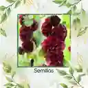 600 Semillas Orgánicas De Flor Malvarrosa Powderpuffs Double Mix