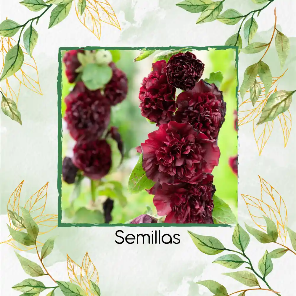 600 Semillas Orgánicas De Flor Malvarrosa Powderpuffs Double Mix