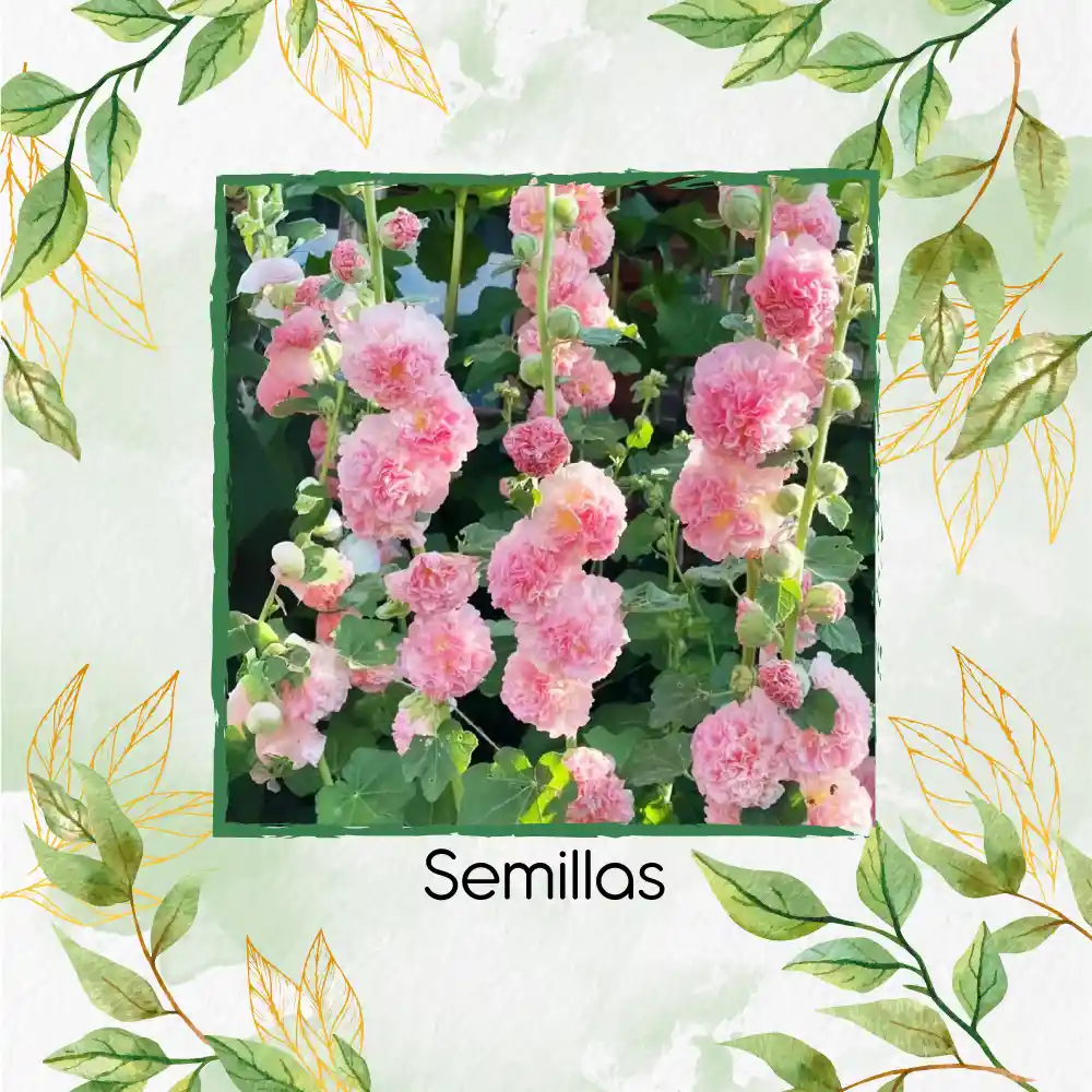 600 Semillas Orgánicas De Flor Malvarrosa Powderpuffs Double Mix