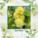 600 Semillas Orgánicas De Flor Malvarrosa Powderpuffs Double Mix