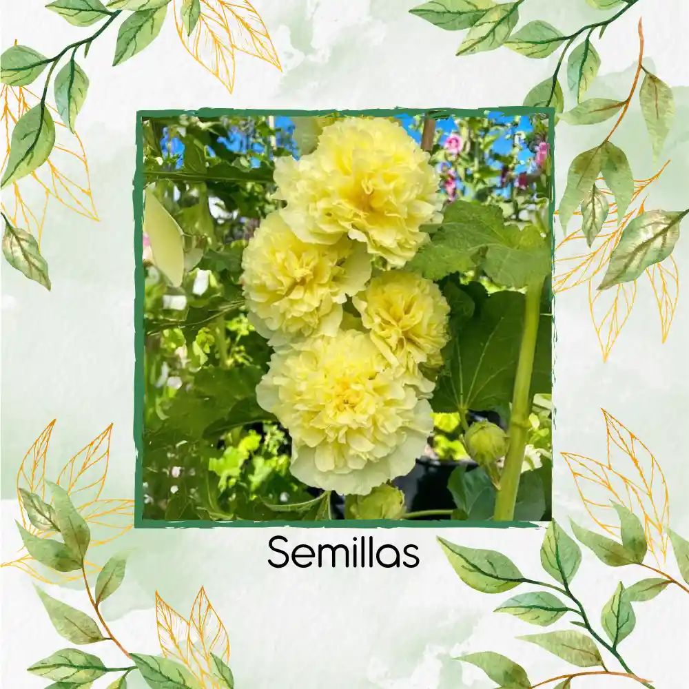 600 Semillas Orgánicas De Flor Malvarrosa Powderpuffs Double Mix