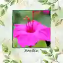 10 Semillas Orgánicas De Flor Marvel De Perú