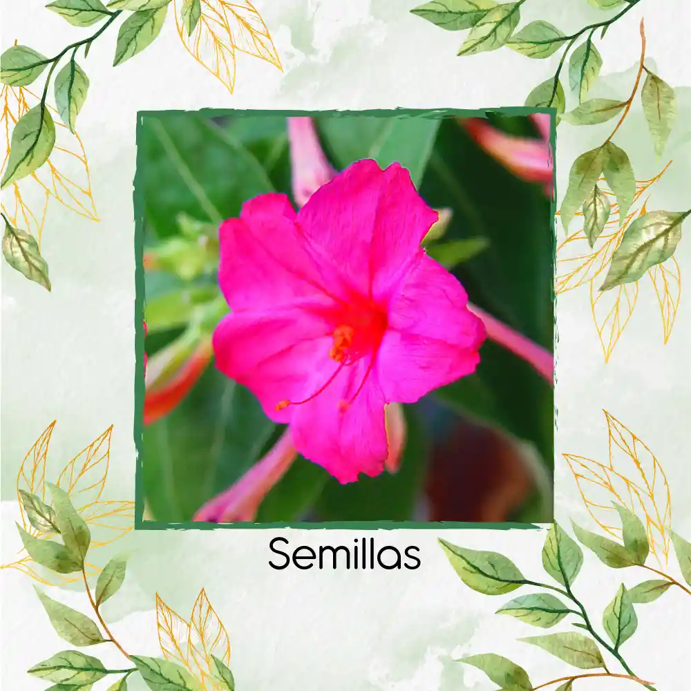 10 Semillas Orgánicas De Flor Marvel De Perú