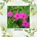 800 Semillas Orgánicas De Flor Marvel De Perú