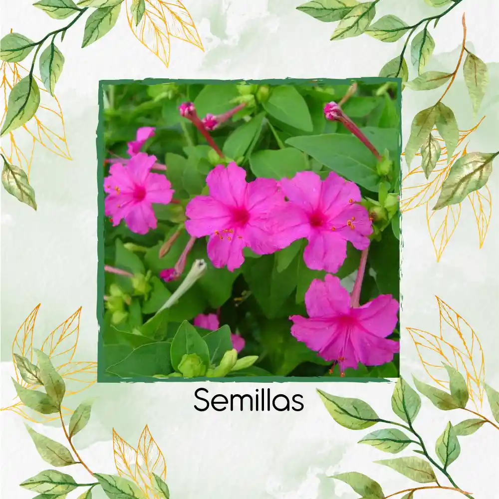 800 Semillas Orgánicas De Flor Marvel De Perú