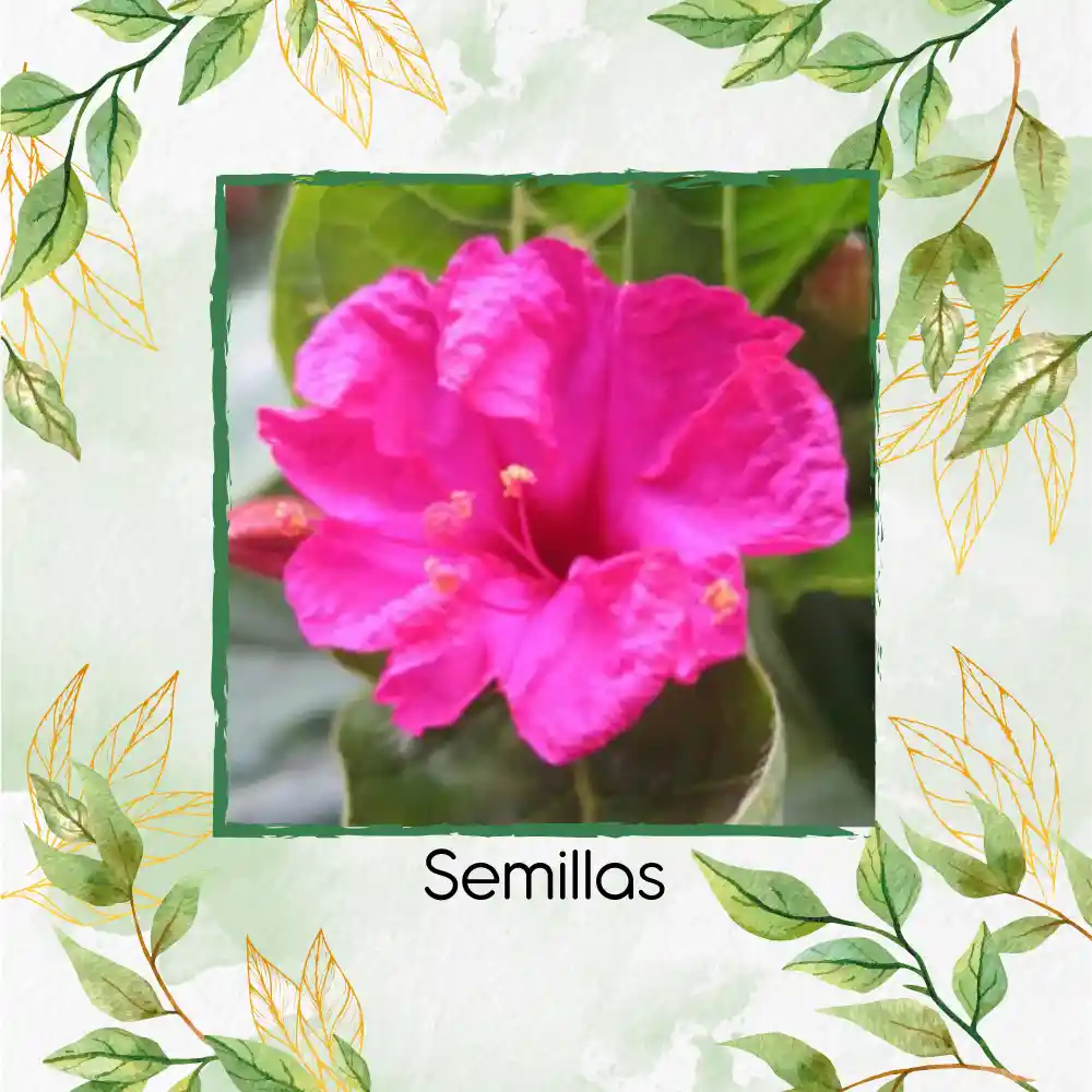 800 Semillas Orgánicas De Flor Marvel De Perú