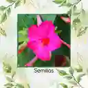 800 Semillas Orgánicas De Flor Marvel De Perú