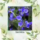 200 Semillas Orgánicas De Flor No Me Olvides Amabile