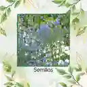 500 Semillas Orgánicas De Flor No Me Olvides Amabile