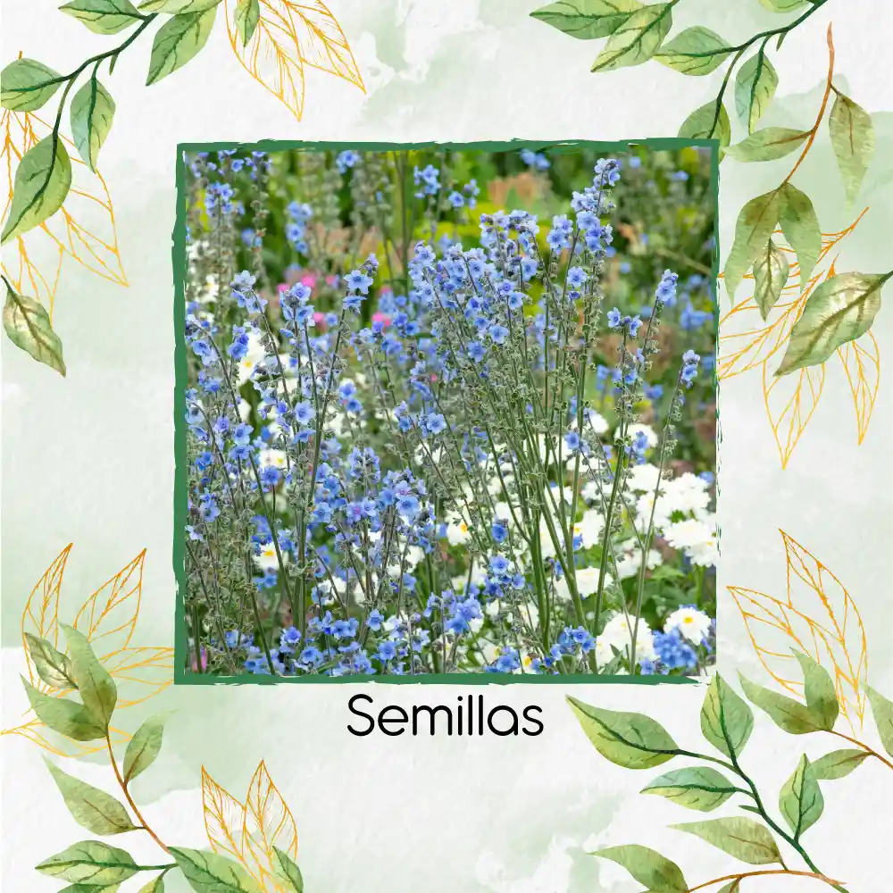 500 Semillas Orgánicas De Flor No Me Olvides Amabile