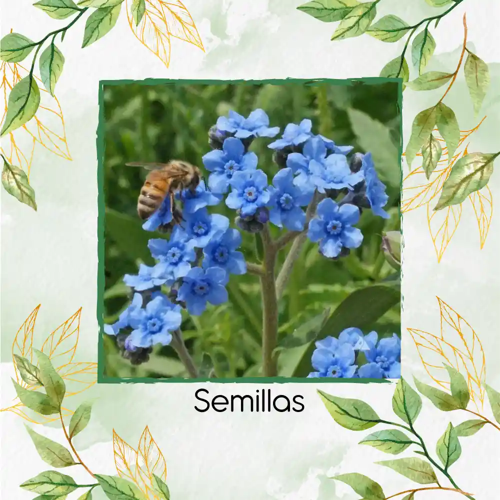 500 Semillas Orgánicas De Flor No Me Olvides Amabile