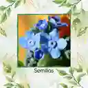 2.000 Semillas Orgánicas De Flor No Me Olvides Amabile