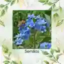 2.000 Semillas Orgánicas De Flor No Me Olvides Amabile