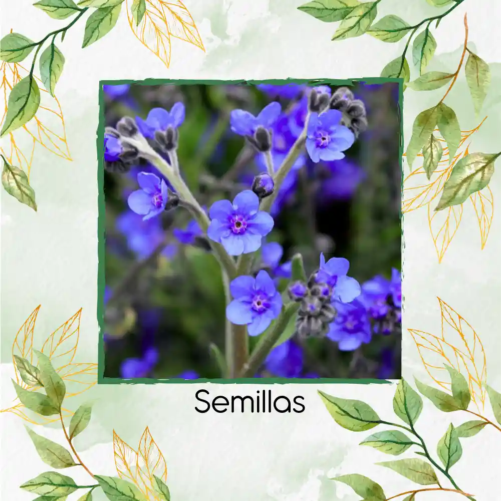 2.000 Semillas Orgánicas De Flor No Me Olvides Amabile