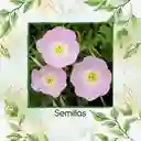 20 Semillas Orgánicas De Flor Oenothera Onagra