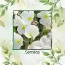 20 Semillas Orgánicas De Flor Oenothera Onagra