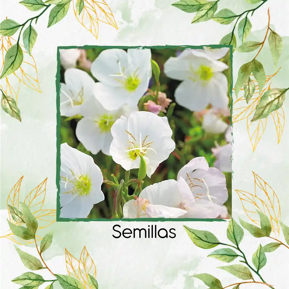 20 Semillas Orgánicas De Flor Oenothera Onagra