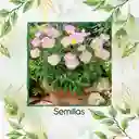 160 Semillas Orgánicas De Flor Oenothera Onagra