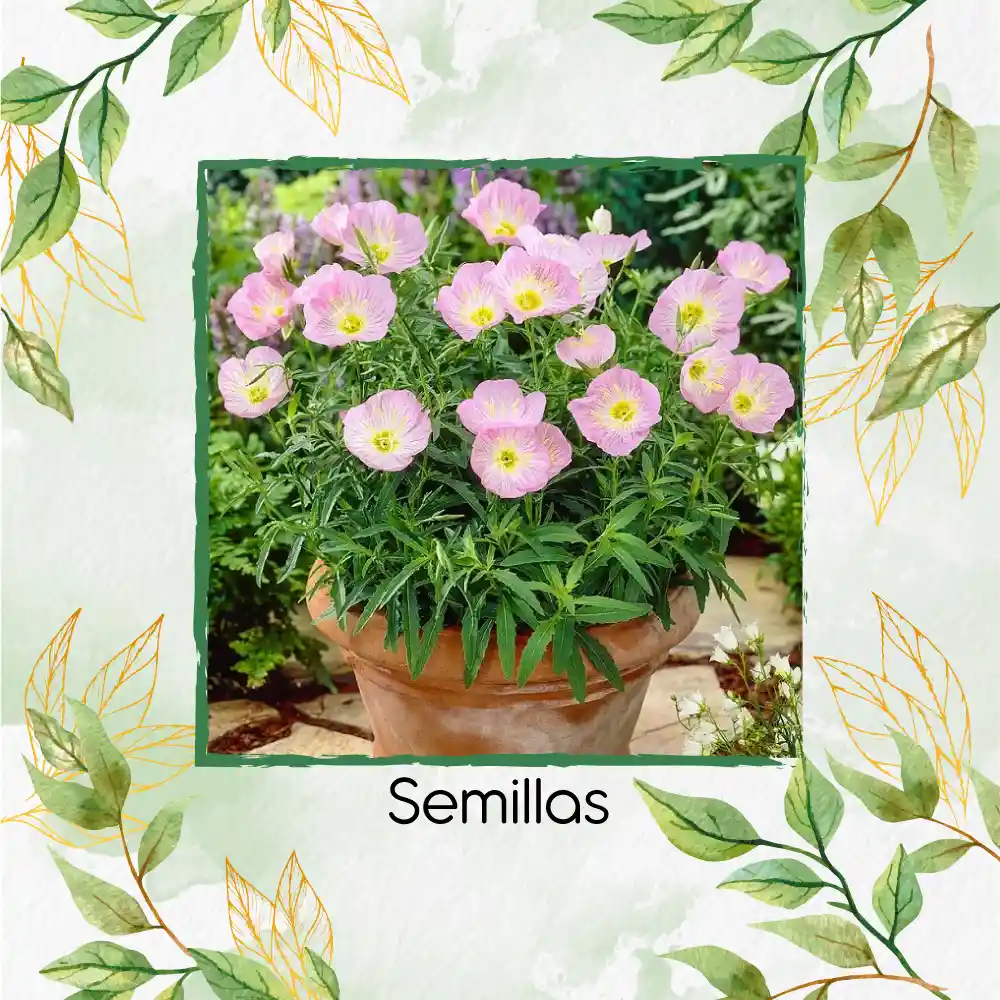 160 Semillas Orgánicas De Flor Oenothera Onagra