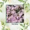 160 Semillas Orgánicas De Flor Oenothera Onagra