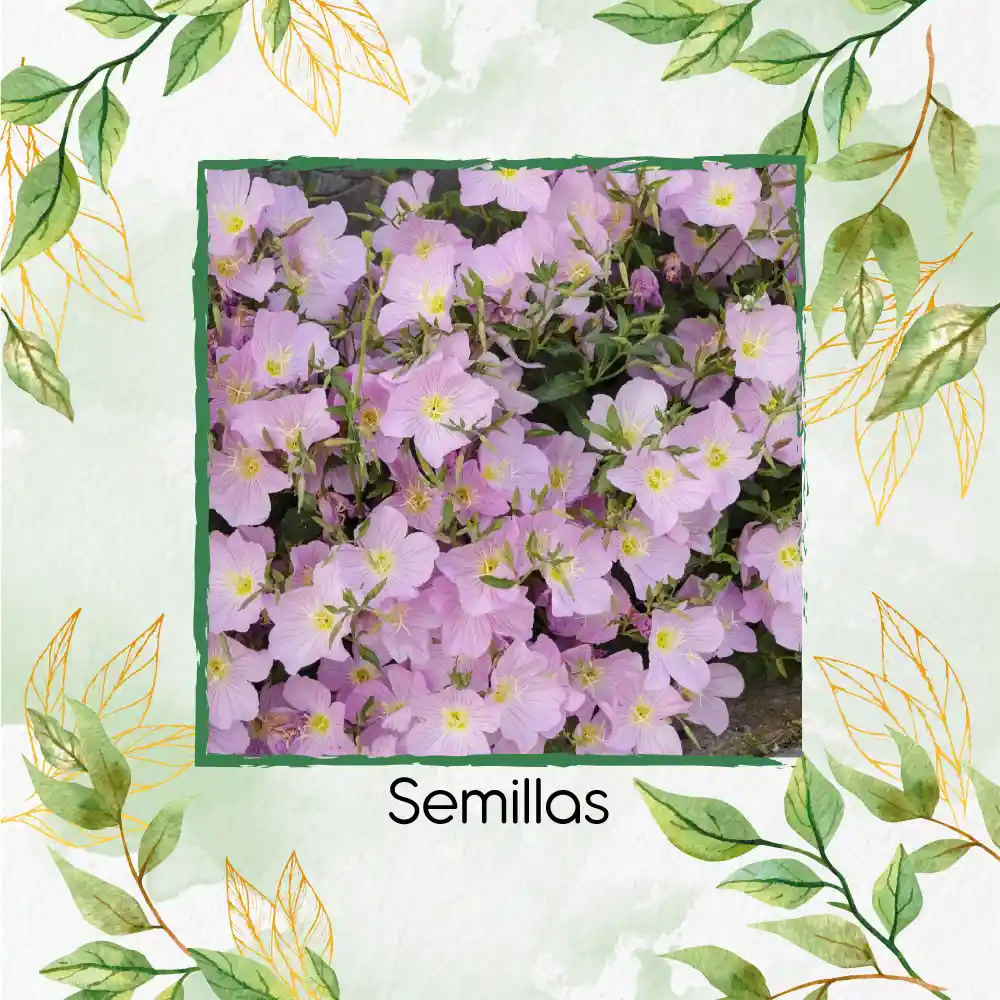 400 Semillas Orgánicas De Flor Oenothera Onagra