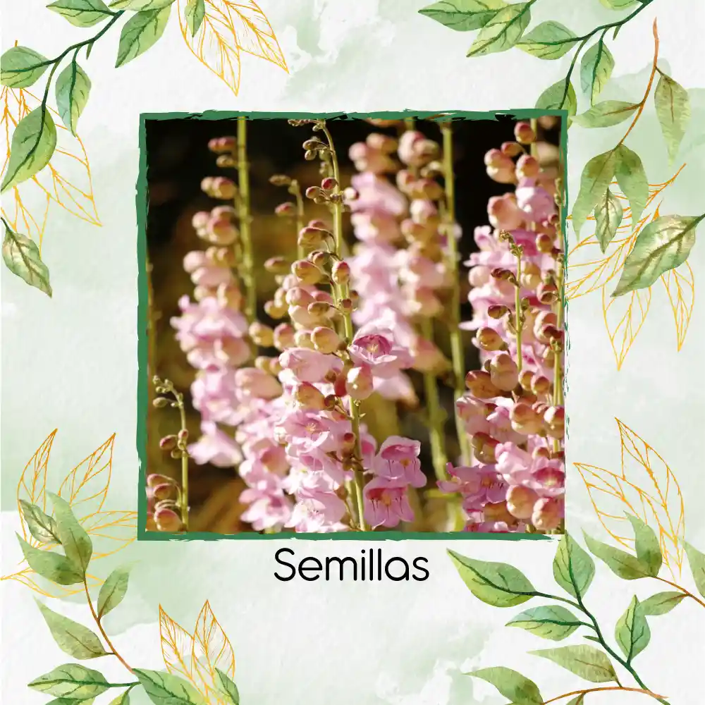 100 Semillas Orgánicas De Flor Penstemon Palmers