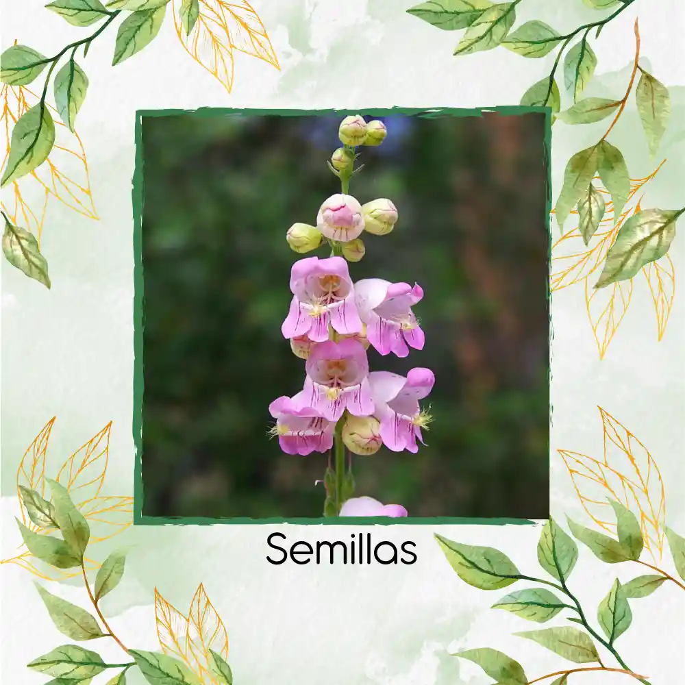 200 Semillas Orgánicas De Flor Penstemon Palmers