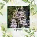 400 Semillas Orgánicas De Flor Penstemon Palmers