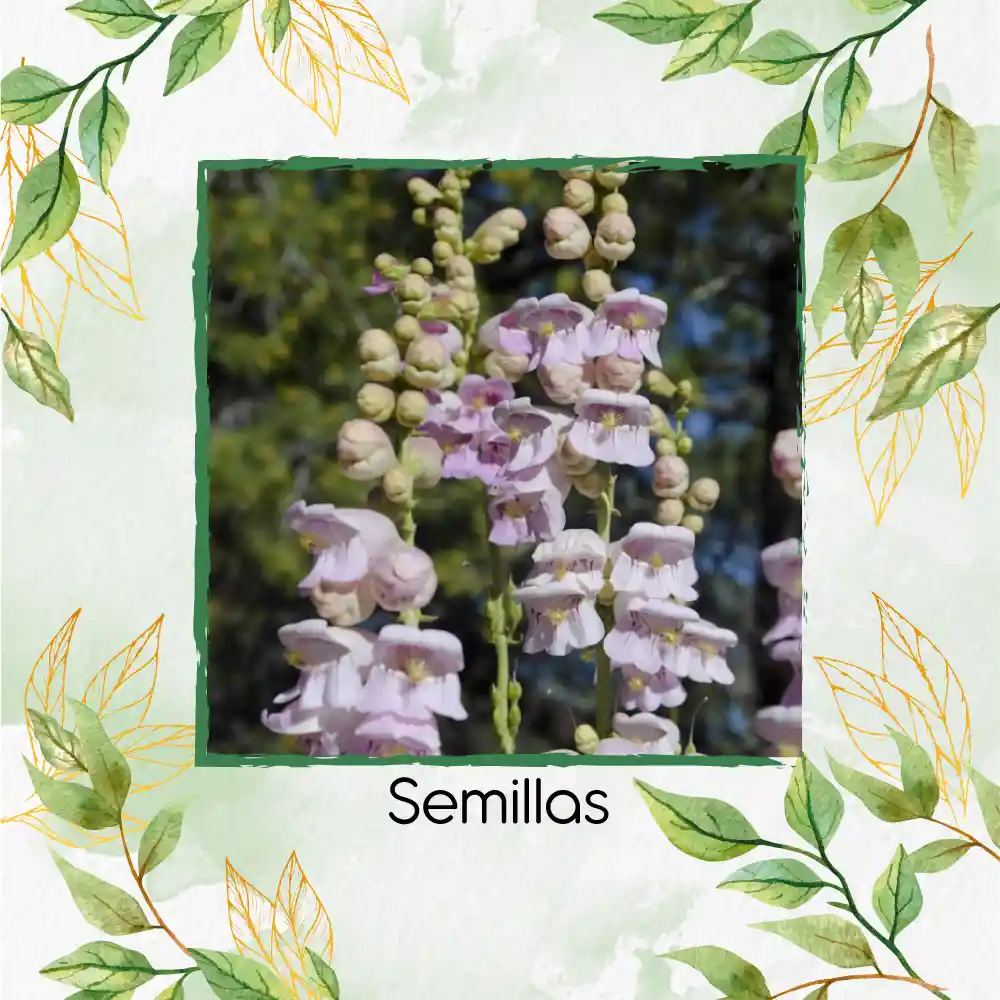 400 Semillas Orgánicas De Flor Penstemon Palmers