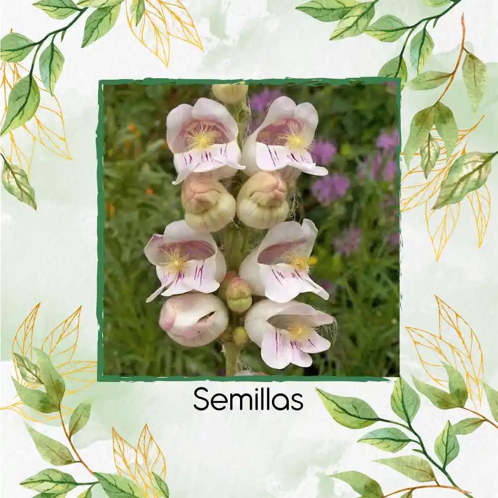 400 Semillas Orgánicas De Flor Penstemon Palmers