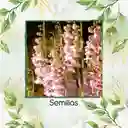 400 Semillas Orgánicas De Flor Penstemon Palmers