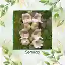 1.000 Semillas Orgánicas De Flor Penstemon Palmers