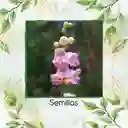 2.000 Semillas Orgánicas De Flor Penstemon Palmers