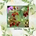 100 Semillas Orgánicas De Flor Ratibida Amarilla Y Roja