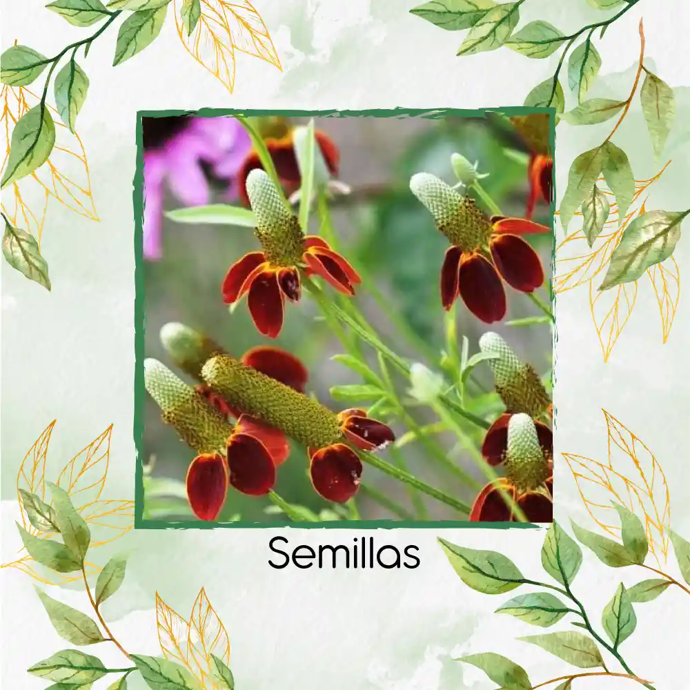 100 Semillas Orgánicas De Flor Ratibida Amarilla Y Roja