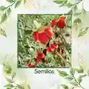 100 Semillas Orgánicas De Flor Ratibida Amarilla Y Roja