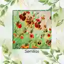 100 Semillas Orgánicas De Flor Ratibida Amarilla Y Roja