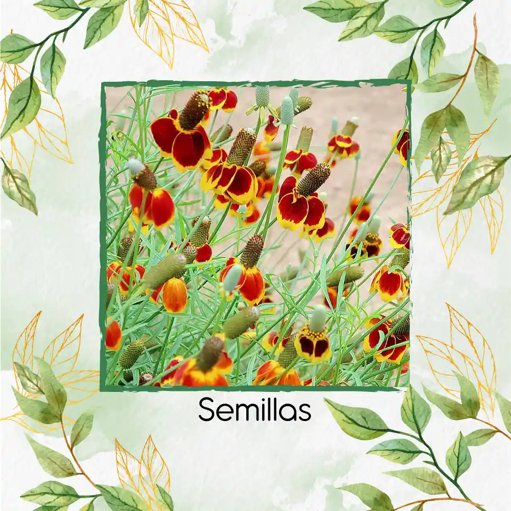 100 Semillas Orgánicas De Flor Ratibida Amarilla Y Roja